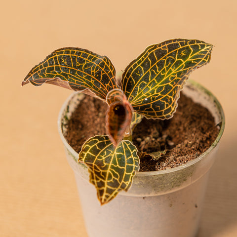 hamiplant Anoechtochilus coral 7cm