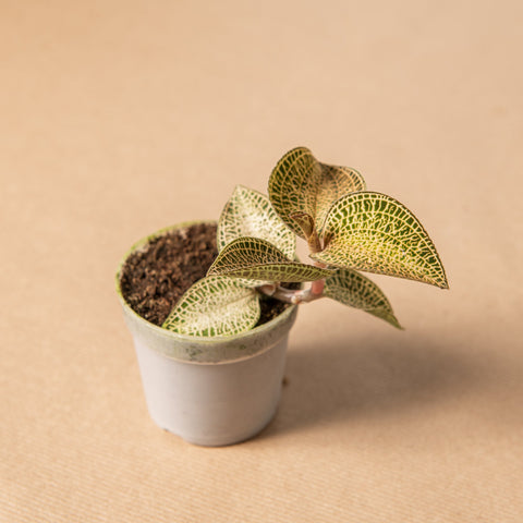 hamiplant Anoechtochilus topaz 7cm
