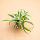 hamiplant Chlorophytum comosum 5.5cm