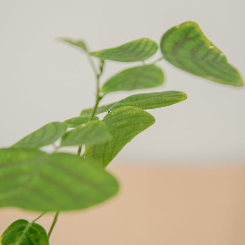 hamiplant Christia obcordata
