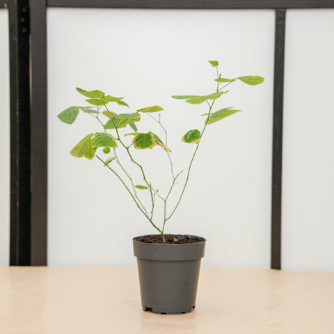 hamiplant Christia obcordata