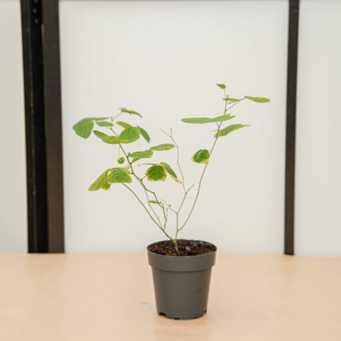 hamiplant Christia obcordata