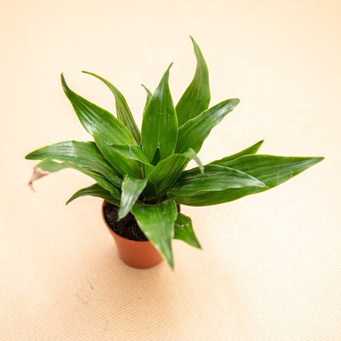 hamiplant Dracaena compacta 5.5cm