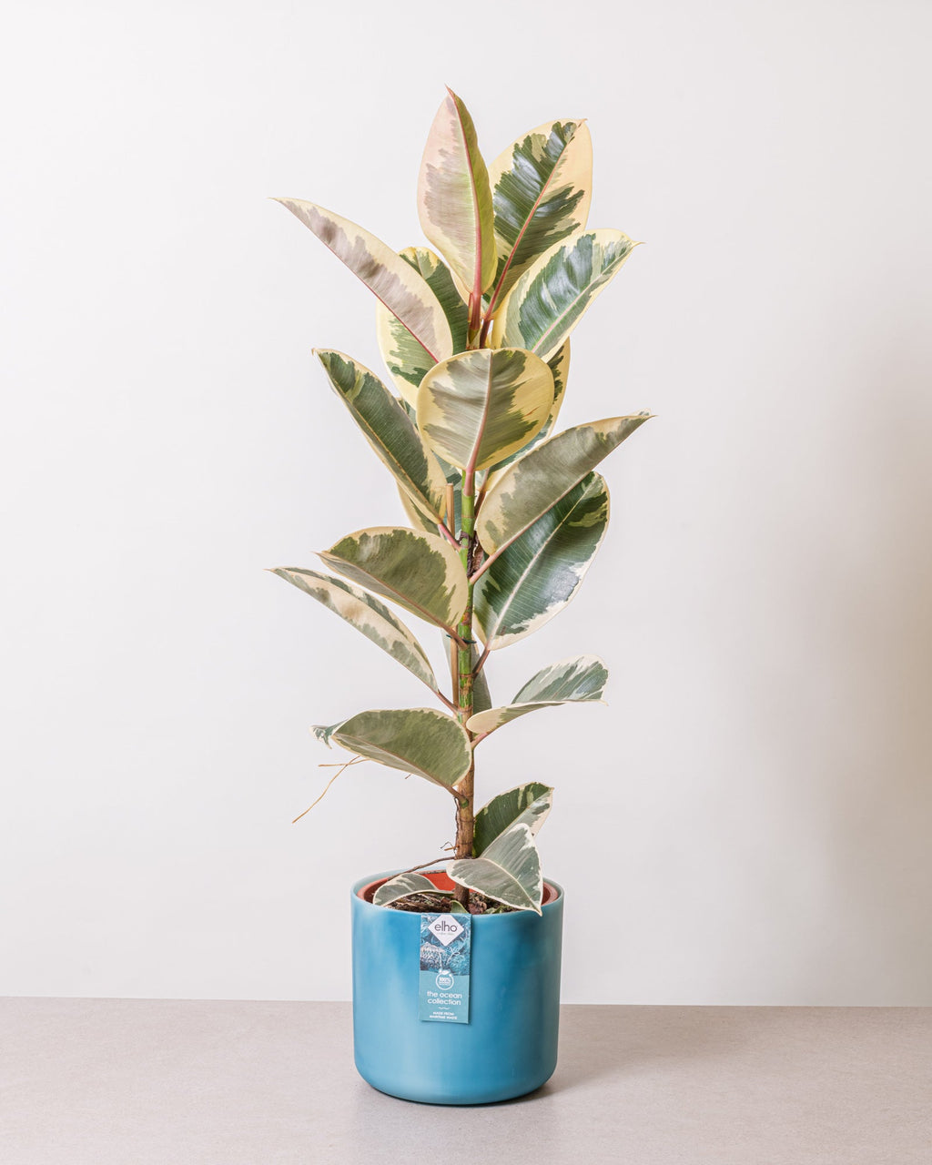 Ficus elastica 'Tineke' en Linn main image 0