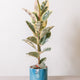 hamiplant Ficus elastica tineke 21 cm