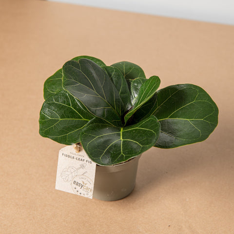 hamiplant Ficus lyrata bambino 9 cm / 15+ cm