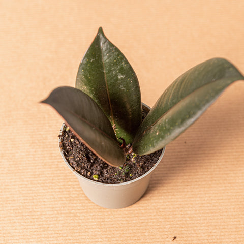 hamiplant Ficus Robusta baby