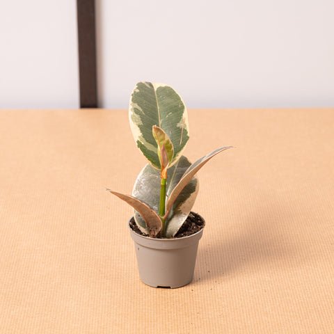 hamiplant Ficus tineke baby 6cm