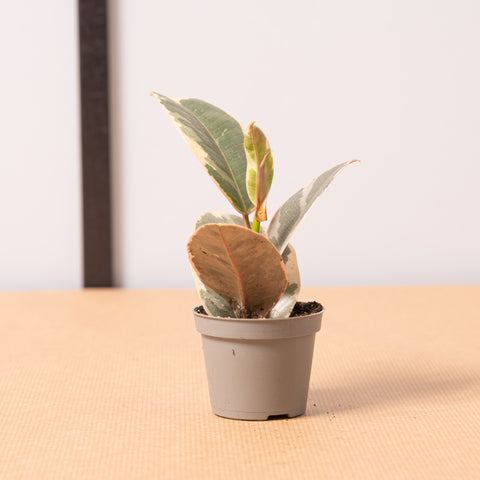 hamiplant Ficus tineke baby 6cm