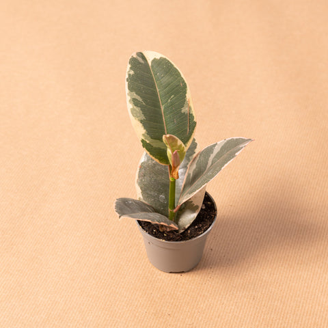 hamiplant Ficus tineke baby 6cm