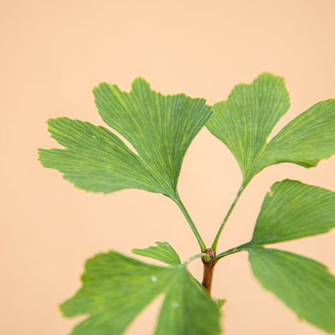 hamiplant Ginkgo biloba 5.5 / 10-15cm / Giovane albero - in inverno è spoglio