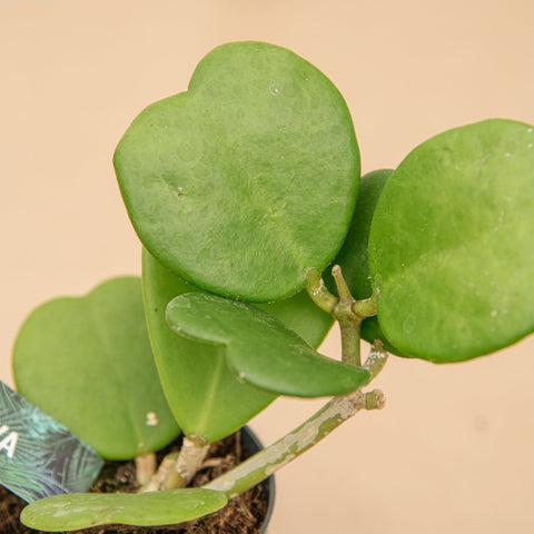 hamiplant Hoya kerrii