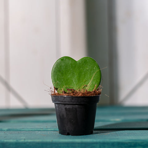 hamiplant Hoya kerrii baby 6cm