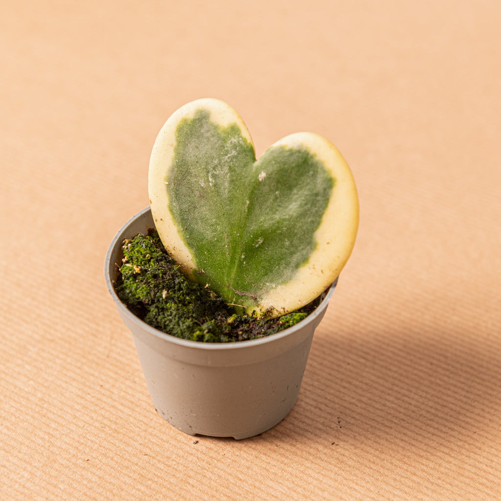 Hoya kerrii variegata – Simegarden
