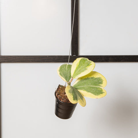 hamiplant Hoya kerrii variegata ramificata 7 cm