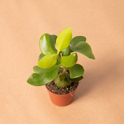 hamiplant Hydnophytum papuanum 8cm