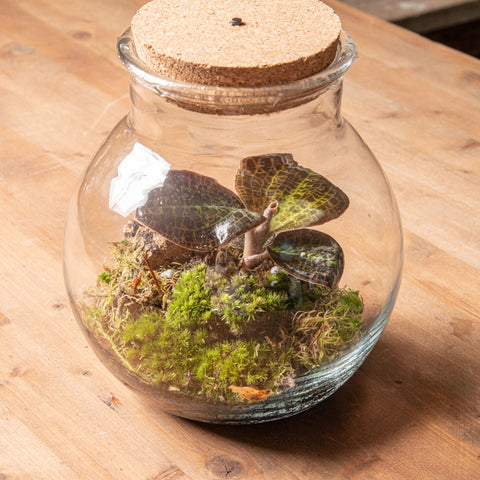 hamiplant Kit Terrario Orchidea gioiello Terrario fai da te