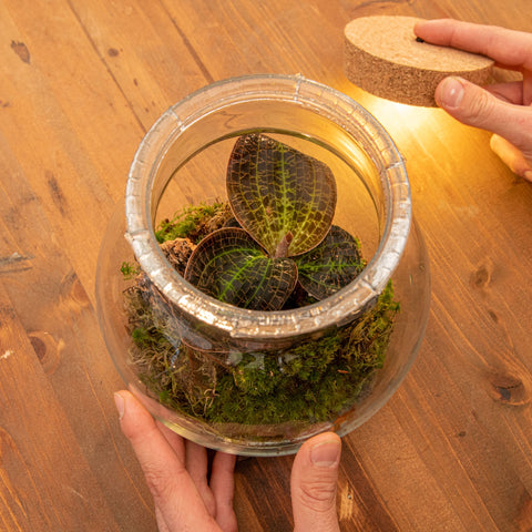 hamiplant Kit Terrario Orchidea gioiello Terrario fai da te