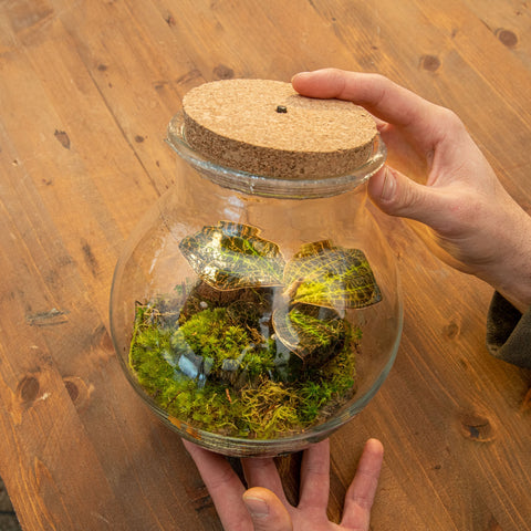 hamiplant Kit Terrario Orchidea gioiello Terrario fai da te