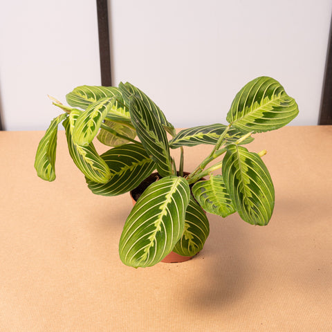 hamiplant Maranta lemon lime 12cm / Circa 30cm