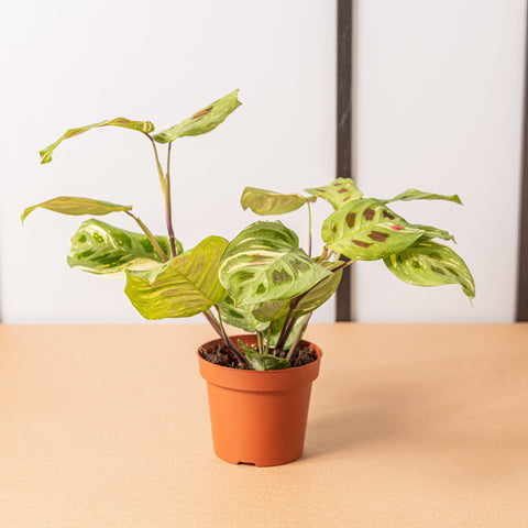 hamiplant Maranta variegata 12cm / Circa 25+ cm