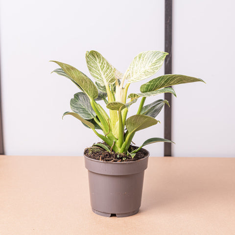 hamiplant Philodendron birkin 14 cm