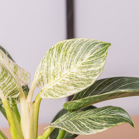 hamiplant Philodendron birkin 14 cm