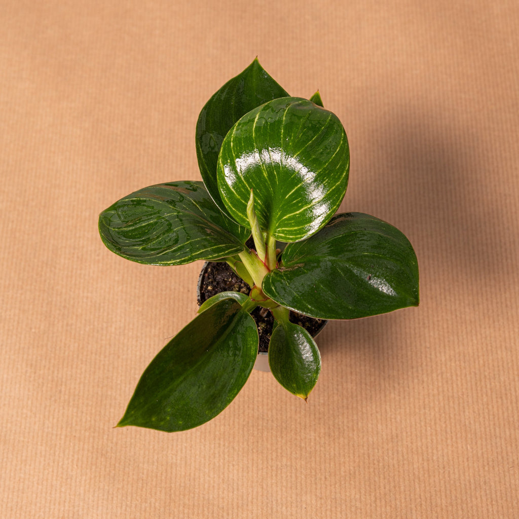 philodendron birkin baby Philodendron birkin baby – Simegarden