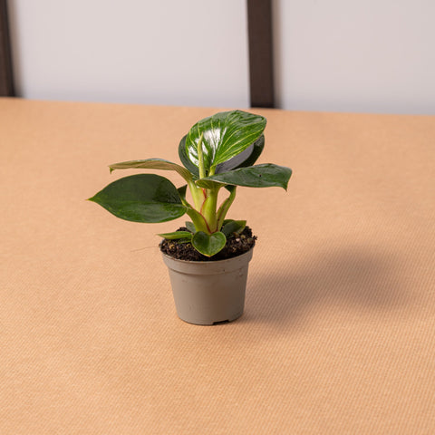 hamiplant Philodendron birkin baby 6cm