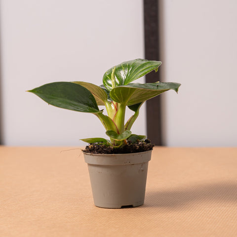 hamiplant Philodendron birkin baby 6cm