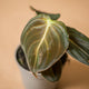 hamiplant Philodendron melanochrysum baby 6cm