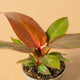 hamiplant Philodendron red sun 6cm