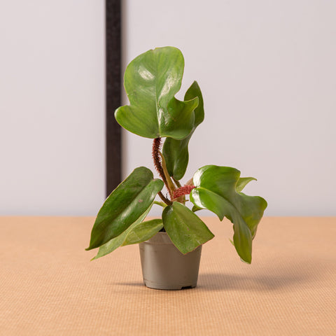 hamiplant Philodendron squamiferum 5.5cm
