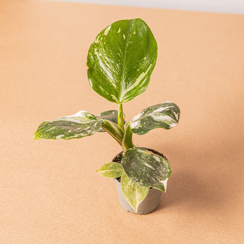 hamiplant Philodendron white wizard 6cm