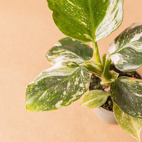 hamiplant Philodendron white wizard 6cm