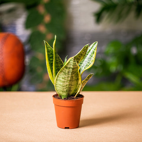 hamiplant Sansevieria futura superba