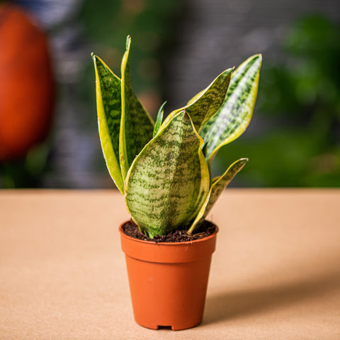 hamiplant Sansevieria futura superba