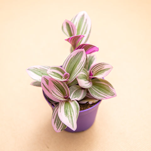 hamiplant Tradescantia nanouk 10 cm