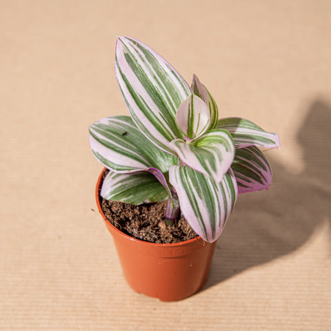 hamiplant Tradescantia nanouk baby 5.5cm