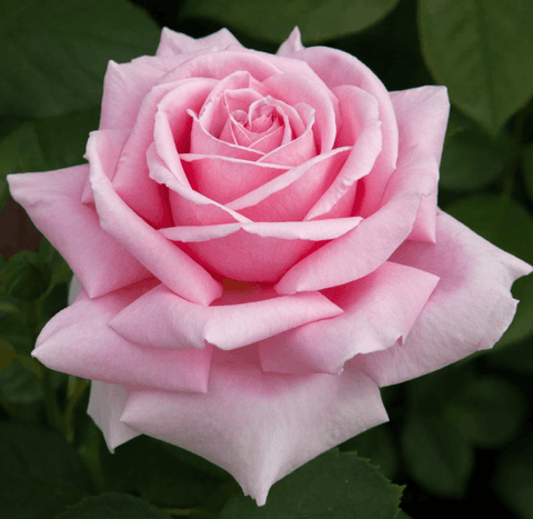 Meilland Rosa Federic Mistral Meitebros