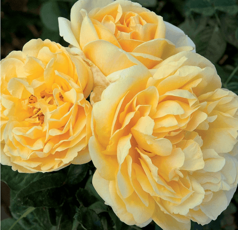 Meilland Rosa Michelangelo Meitelov