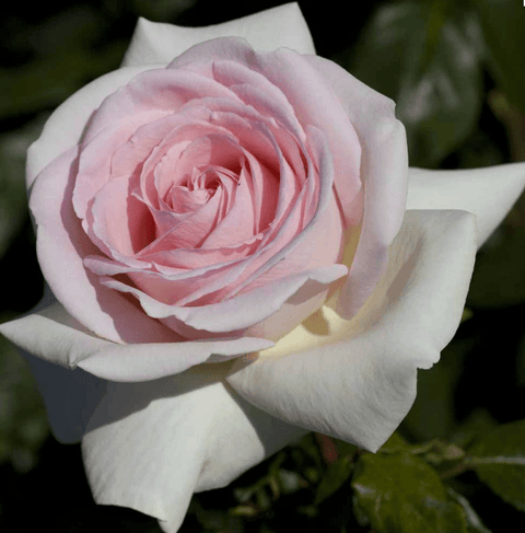 Meilland Rosa Prince Jardinier