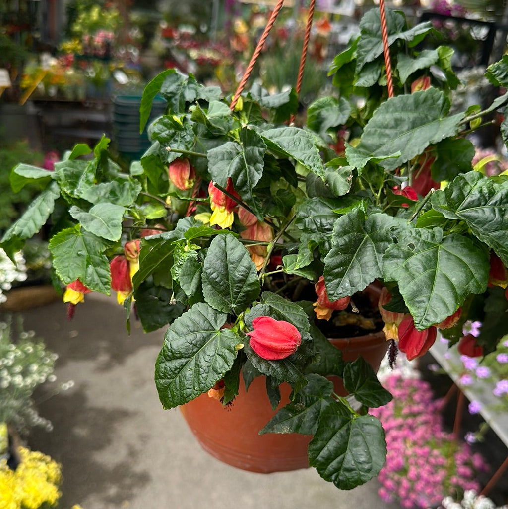 Abutilon megapotamicum Simegarden