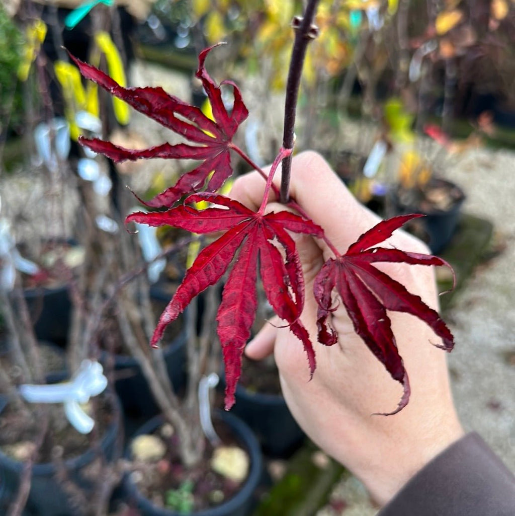 Pianta Acero rosso giapponese