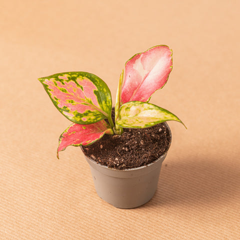 Simegarden Aglaonema commutatum red zirkon