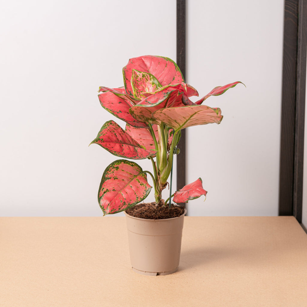 aglaonema sun star Aglaonema sun star – Simegarden