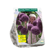 Simegarden Allium mago del flipper 2 / Da Settembre a Dicembre