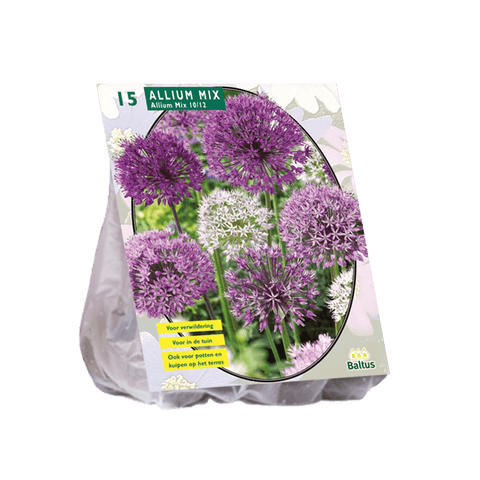 Simegarden Allium mix viola e bianco 15 / Da Settembre a Dicembre