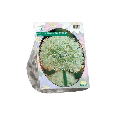 Simegarden Allium Monte Everest 3 / Da Settembre a Dicembre