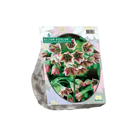 Simegarden Allium Siculum bulgaricum 5 / Da Settembre a Dicembre